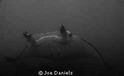 Resident Female Manta by Joe Daniels 